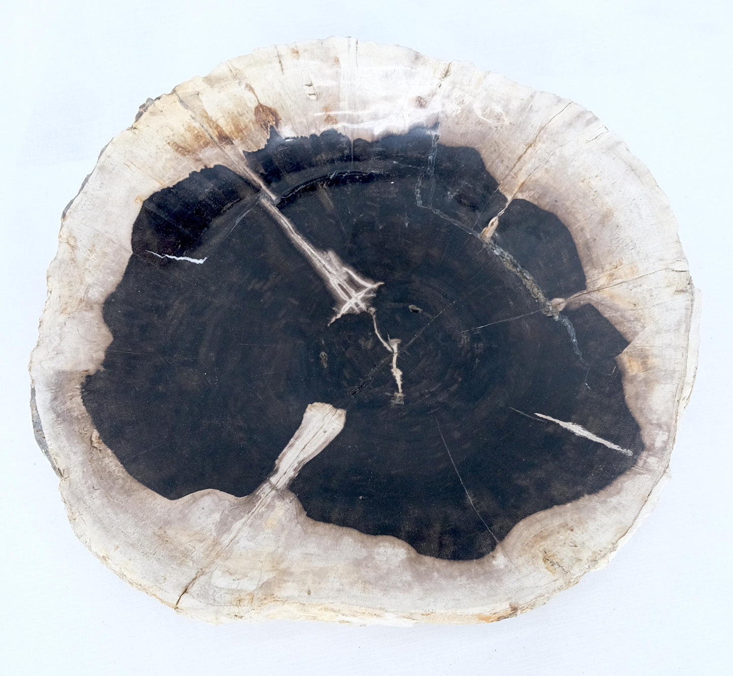 Petrified Wood Round Black & Beige Bowl Dish Large Plate