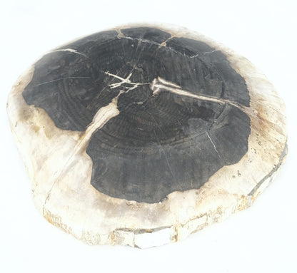 Petrified Wood Round Black & Beige Bowl Dish Large Plate